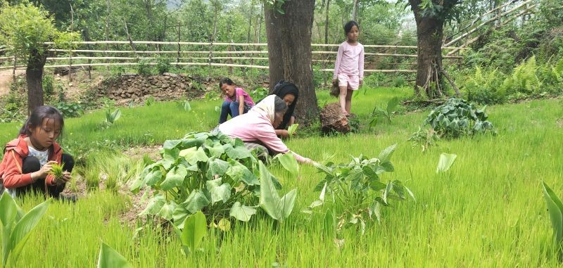 A Naga woman harvesting a paddy field. Despite being an agrarian society, Nagaland still has ways to go to fulfill its potential for food self sufficiency.  (Photo Courtesy: Zhazo Miachieo/Photo Journalist)